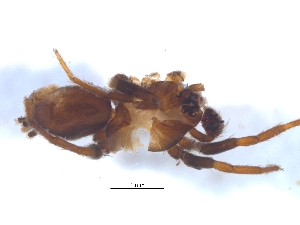  ( - KBGPS95)  @11 [ ] CreativeCommons - Attribution Non-Commercial Share-Alike (2018) Unspecified National Collection of Arachnida (NCA)
