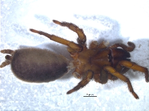  (Spiroctenus - KBGPS1)  @11 [ ] CreativeCommons - Attribution Non-Commercial Share-Alike (2018) Unspecified National Collection of Arachnida (NCA)