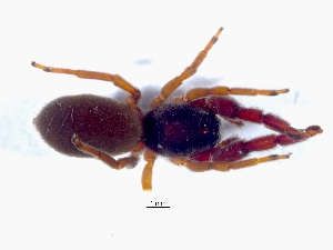  (Palpimanus capensis - KBGPS64)  @11 [ ] CreativeCommons - Attribution Non-Commercial Share-Alike (2018) Unspecified National Collection of Arachnida (NCA)