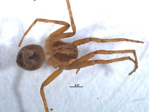  (Hirriusa - KBGPS68)  @11 [ ] CreativeCommons - Attribution Non-Commercial Share-Alike (2018) Unspecified National Collection of Arachnida (NCA)