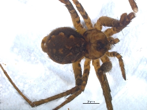  ( - KBGPS77)  @11 [ ] CreativeCommons - Attribution Non-Commercial Share-Alike (2018) Unspecified National Collection of Arachnida (NCA)