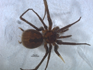  (Tyrotama - KBGPS79)  @11 [ ] CreativeCommons - Attribution Non-Commercial Share-Alike (2018) Unspecified National Collection of Arachnida (NCA)