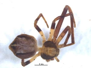  ( - KBGPS81)  @11 [ ] CreativeCommons - Attribution Non-Commercial Share-Alike (2018) Unspecified National Collection of Arachnida (NCA)