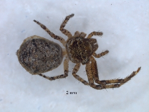  ( - KBGPS96)  @11 [ ] CreativeCommons - Attribution Non-Commercial Share-Alike (2018) Unspecified National Collection of Arachnida (NCA)