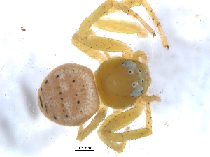  ( - KBGPS85)  @11 [ ] CreativeCommons - Attribution Non-Commercial Share-Alike (2018) Unspecified National Collection of Arachnida (NCA)