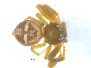  ( - KBGPS24)  @11 [ ] CreativeCommons - Attribution Non-Commercial Share-Alike (2018) Unspecified National Collection of Arachnida (NCA)