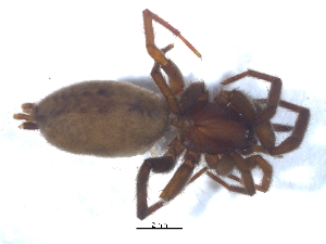  (Nomisia varia - KBGPS26)  @11 [ ] CreativeCommons - Attribution Non-Commercial Share-Alike (2018) Unspecified National Collection of Arachnida (NCA)