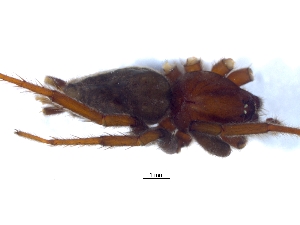  (Nomisia australis - KBGPS18)  @11 [ ] CreativeCommons - Attribution Non-Commercial Share-Alike (2018) Unspecified National Collection of Arachnida (NCA)