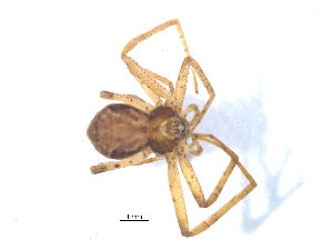  ( - KBGPS21)  @11 [ ] CreativeCommons - Attribution Non-Commercial Share-Alike (2018) Unspecified National Collection of Arachnida (NCA)