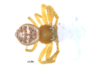  ( - KBGPS29)  @11 [ ] CreativeCommons - Attribution Non-Commercial Share-Alike (2018) Unspecified National Collection of Arachnida (NCA)