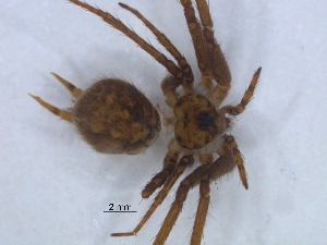  (Tyrotama australis - KBGPS113)  @11 [ ] CreativeCommons - Attribution Non-Commercial Share-Alike (2018) Unspecified National Collection of Arachnida (NCA)