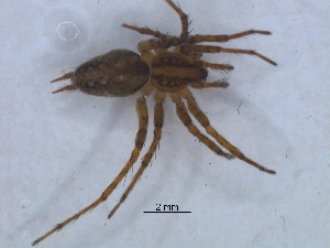  ( - KBGPS107)  @11 [ ] CreativeCommons - Attribution Non-Commercial Share-Alike (2018) Unspecified National Collection of Arachnida (NCA)