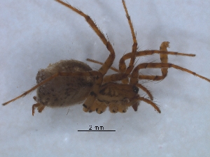  ( - KBGPS106)  @11 [ ] CreativeCommons - Attribution Non-Commercial Share-Alike (2018) Unspecified National Collection of Arachnida (NCA)