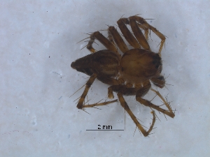  ( - KBGPS114)  @11 [ ] CreativeCommons - Attribution Non-Commercial Share-Alike (2018) Unspecified National Collection of Arachnida (NCA)
