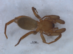  (Camillina capensis - KBGPS104)  @11 [ ] CreativeCommons - Attribution Non-Commercial Share-Alike (2018) Unspecified National Collection of Arachnida (NCA)