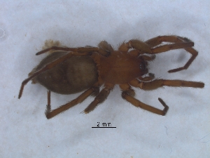 ( - KBGPS103)  @11 [ ] CreativeCommons - Attribution Non-Commercial Share-Alike (2018) Unspecified National Collection of Arachnida (NCA)