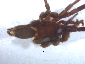  ( - KBGPS63)  @11 [ ] CreativeCommons - Attribution Non-Commercial Share-Alike (2018) Unspecified National Collection of Arachnida (NCA)