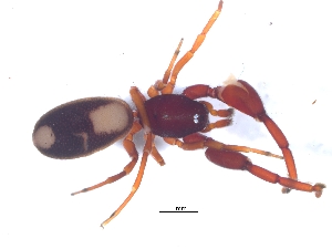 (Diaphorocellus - KBGPS74)  @11 [ ] CreativeCommons - Attribution Non-Commercial Share-Alike (2018) Unspecified National Collection of Arachnida (NCA)