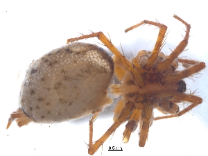  (Agelena gaerdesi - KBGPS42)  @11 [ ] CreativeCommons - Attribution Non-Commercial Share-Alike (2018) Unspecified National Collection of Arachnida (NCA)