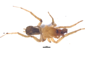  ( - KBGPS61)  @11 [ ] CreativeCommons - Attribution Non-Commercial Share-Alike (2018) Unspecified National Collection of Arachnida (NCA)