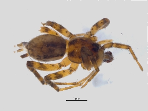  ( - KBGPS58)  @11 [ ] CreativeCommons - Attribution Non-Commercial Share-Alike (2018) Unspecified National Collection of Arachnida (NCA)