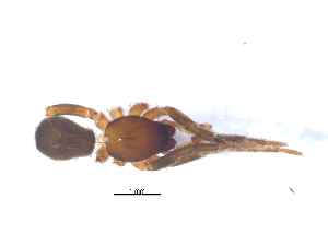  (Smionia lineatipes - KBGPS54)  @11 [ ] CreativeCommons - Attribution Non-Commercial Share-Alike (2018) Unspecified National Collection of Arachnida (NCA)