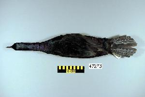  (Phalacrocorax pelagicus - UWBM 47273)  @14 [ ] Copyright (2008) Burke Museum of Natural History and Culture Burke Museum of Natural History and Culture