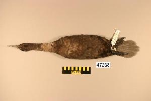  (Phalacrocorax pelagicus - UWBM 47268)  @14 [ ] Copyright (2008) Burke Museum of Natural History and Culture Burke Museum of Natural History and Culture