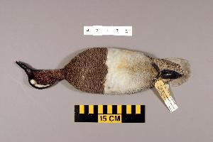  (Spatula querquedula - UWBM 47172)  @13 [ ] Copyright (2008) Burke Museum of Natural History and Culture Burke Museum of Natural History and Culture