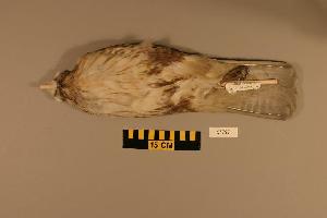  (Buteo buteo - UWBM 57797)  @14 [ ] Copyright (2008) Burke Museum of Natural History and Culture Burke Museum of Natural History and Culture