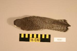  (Falco amurensis - UWBM 59901)  @14 [ ] Copyright (2008) Burke Museum of Natural History and Culture Burke Museum of Natural History and Culture