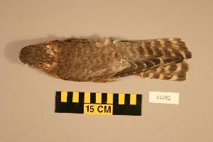  (Falco columbarius - UWBM 44262)  @14 [ ] Copyright (2008) Burke Museum of Natural History and Culture Burke Museum of Natural History and Culture