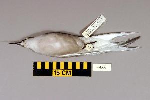  (Sterna hirundo - UWBM 44308)  @14 [ ] Copyright (2008) Burke Museum of Natural History and Culture Burke Museum of Natural History and Culture