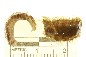  ( - 11BIOAK-1345)  @13 [ ] CreativeCommons - Attribution (2011) CBG Photography Group Centre for Biodiversity Genomics