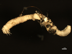  ( - 11BIOAK-1099)  @13 [ ] CreativeCommons - Attribution (2011) CBG Photography Group Centre for Biodiversity Genomics