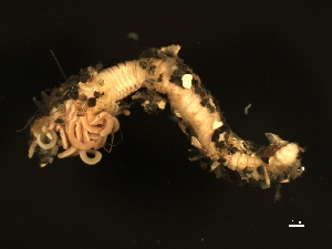  ( - 11BIOAK-1100)  @13 [ ] CreativeCommons - Attribution (2011) CBG Photography Group Centre for Biodiversity Genomics