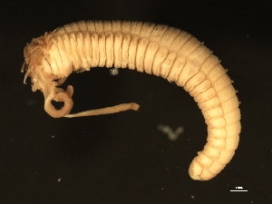  ( - 11BIOAK-1112)  @13 [ ] CreativeCommons - Attribution (2011) CBG Photography Group Centre for Biodiversity Genomics