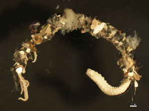  ( - 11BIOAK-1128)  @13 [ ] CreativeCommons - Attribution (2011) CBG Photography Group Centre for Biodiversity Genomics