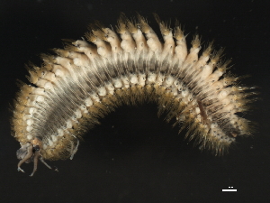  ( - 11BIOAK-1346)  @14 [ ] CreativeCommons - Attribution (2011) CBG Photography Group Centre for Biodiversity Genomics