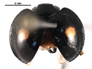  (Chilocorus renipustulatus - BIOUG08778-B02)  @14 [ ] CreativeCommons - Attribution (2016) CBG Photography Group Centre for Biodiversity Genomics
