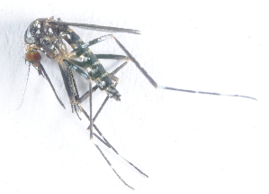  (Aedes luteocephalus - 14702-AelutC12)  @14 [ ] Copyright (2012) Yvonne U Ajamma icipe
