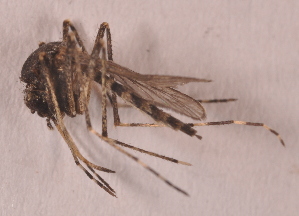  (Aedes hirsutus - 20974_AeocaD03)  @13 [ ] Copyright (2013) Yvonne U Ajamma icipe