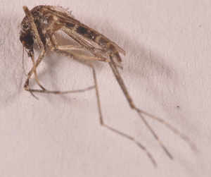  (Aedes hirsutus - 20974_AecumD07)  @13 [ ] Copyright (2013) Yvonne U Ajamma icipe