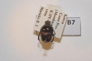  (Phalops sp - 13321-PhspB07)  @11 [ ] Copyright (2011) Fabian Haas icipe
