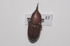  ( - 13322-RhfeE07)  @11 [ ] Copyright (2012) Fabian Haas icipe