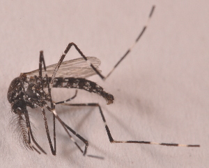 (Aedes vittatus - 20974_AevitE04)  @12 [ ] Copyright (2013) Yvonne U Ajamma icipe
