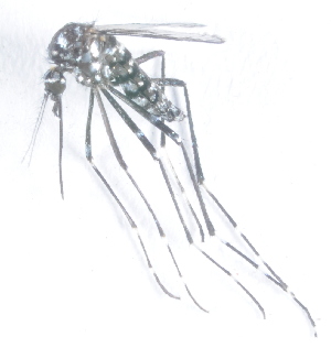  (Aedes metallicus - 14702-AemetF04)  @13 [ ] Copyright (2012) Yvonne U Ajamma icipe