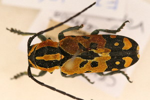  (Tragocephala variegata - FZ 1062)  @13 [ ] Copyright (2011) NMK National Museums of Kenya
