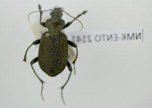  (Calosoma aethiops - NMK-ENTO 2141)  @11 [ ] Unspecified (default): All Rights Reserved  Unspecified Unspecified