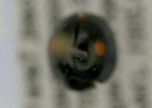  (Chilocorus distigma - NMK-ENTO 2261)  @11 [ ] Unspecified (default): All Rights Reserved  Unspecified Unspecified